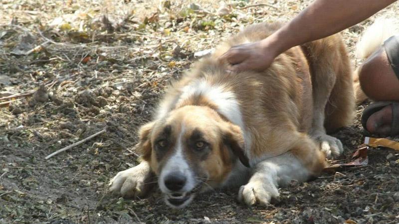 Yangında kaybolan köpeği 'Aslan', 4 gün sonra geri döndü: Geri gelince bir saat ağladım, sarıldık