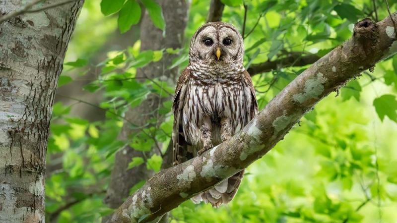 New York'taki Central Park'ın ünlü baykuşu öldü