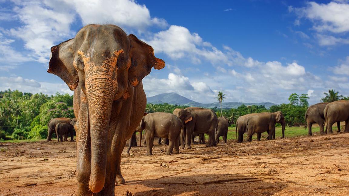 Sri Lanka'da fillerin 4 saatten fazla çalıştırılması yasaklandı