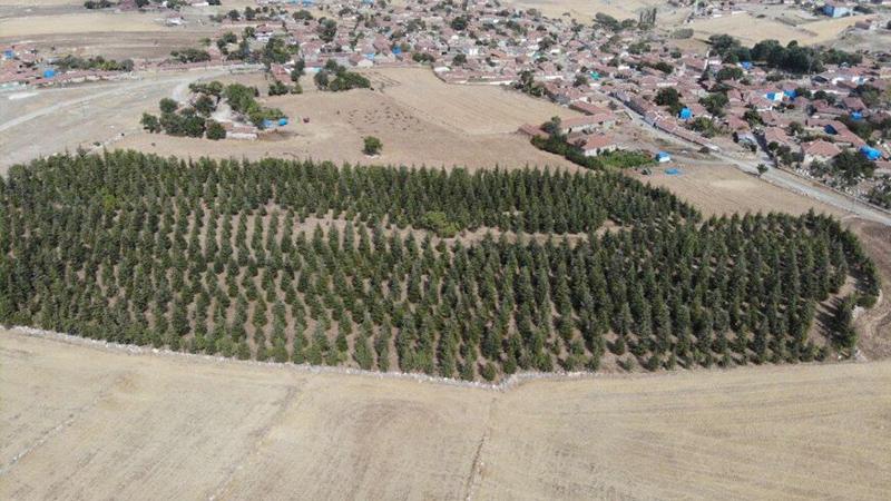 Arabasını satarak köyüne diktiği 5 bin sedir ağacı ormana dönüştü