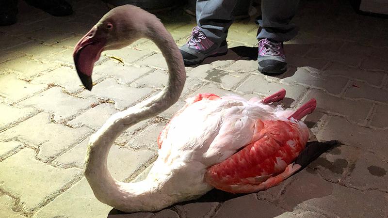 Çanakkale'de uzun uçuştan yorgun düşen flamingo tedavi altına alındı