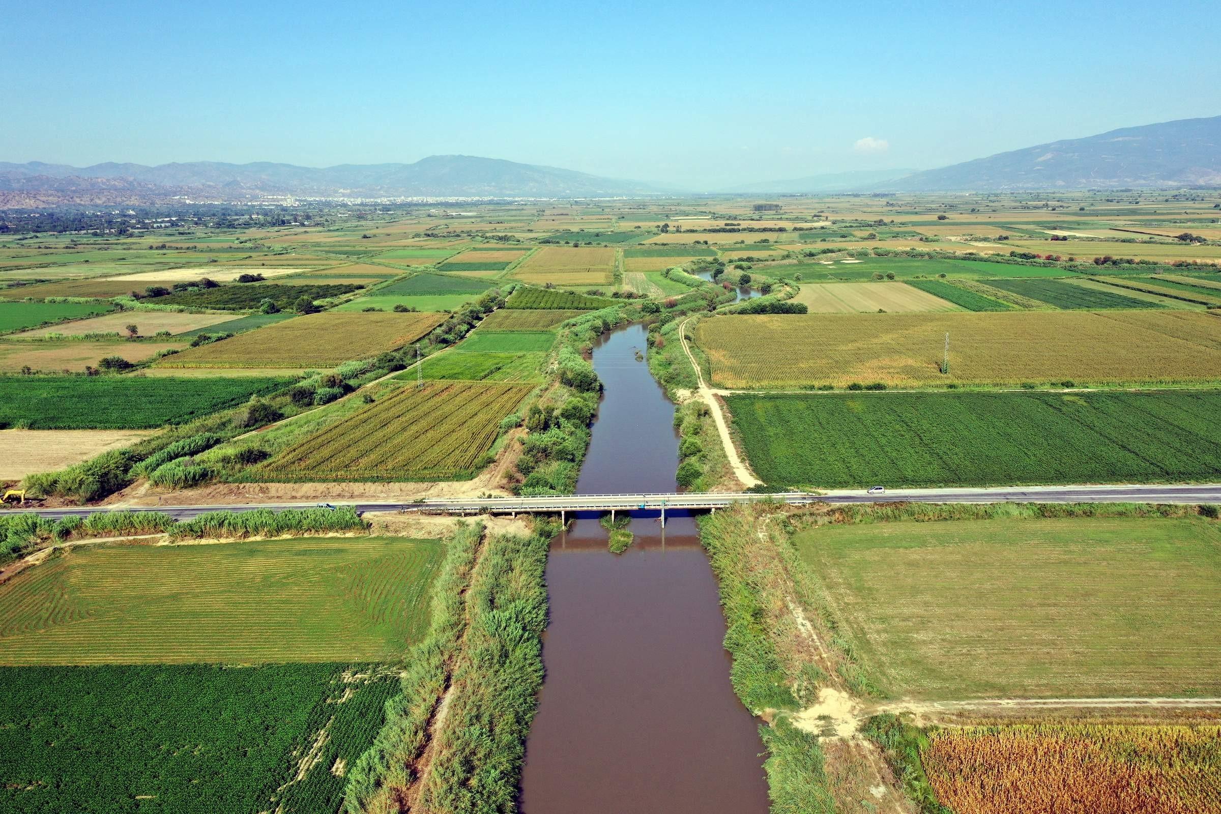 Kuruyan Büyük Menderes Nehri koyunlara otlak oldu