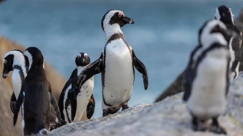 Güney Afrika'da arılar, nesli tükenmekte olan 63 pengueni öldürdü