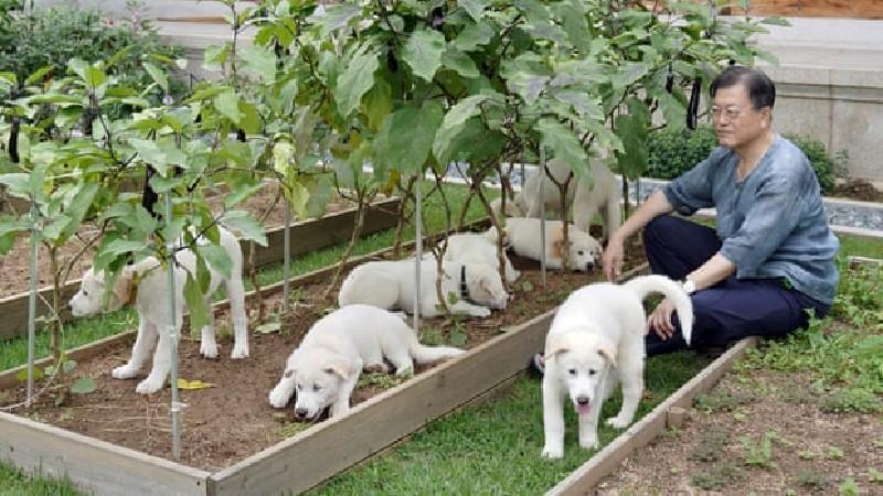 Güney Kore Devlet Başkanı Moon Jae-in, köpek etinin yasaklanmasını gündeme getirdi