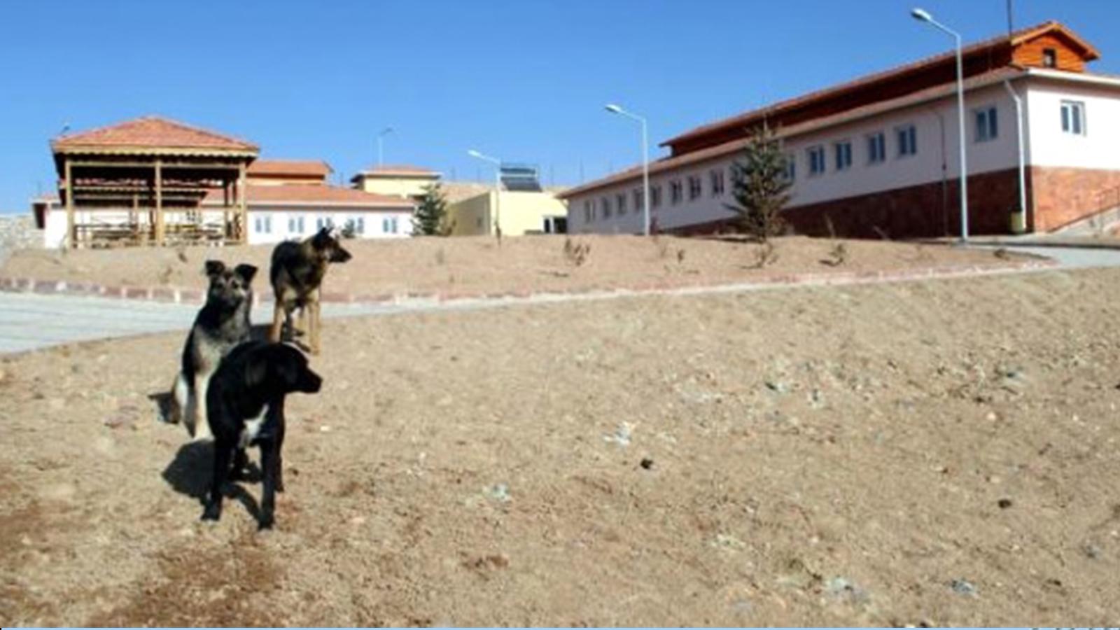 Savcılığın, “Adeta hayvan soykırımı yapılmış” dediği Elazığ Belediyesi’ne ait hayvan bakımevinde kediler açlıktan birbirini yemiş!