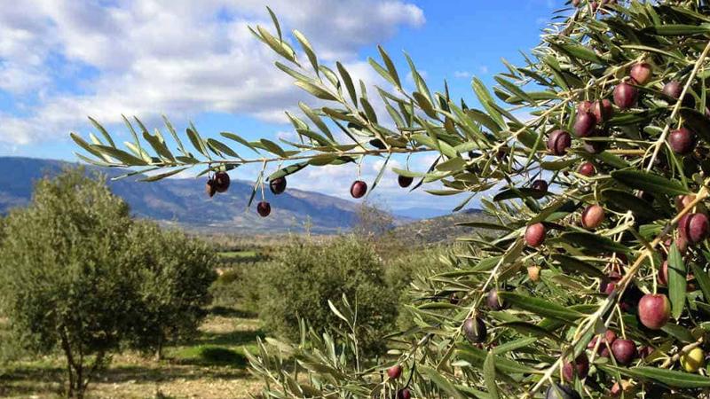 Zeytinlik alanda maden çalışmasına şartlı izin