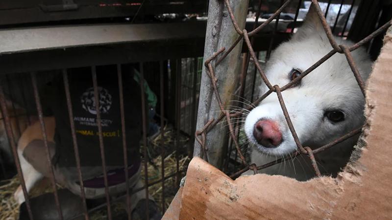 Güney Kore köpek etini yasaklamaya hazırlanıyor; çalışma grubu kuruldu