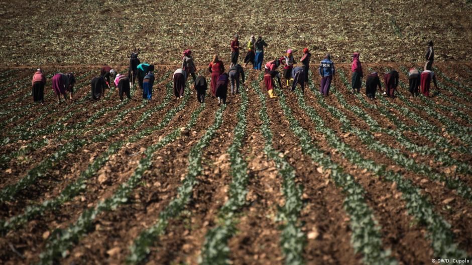 Tarımsal üretimde gübre alarmı: 16 ayda 37'nci zam