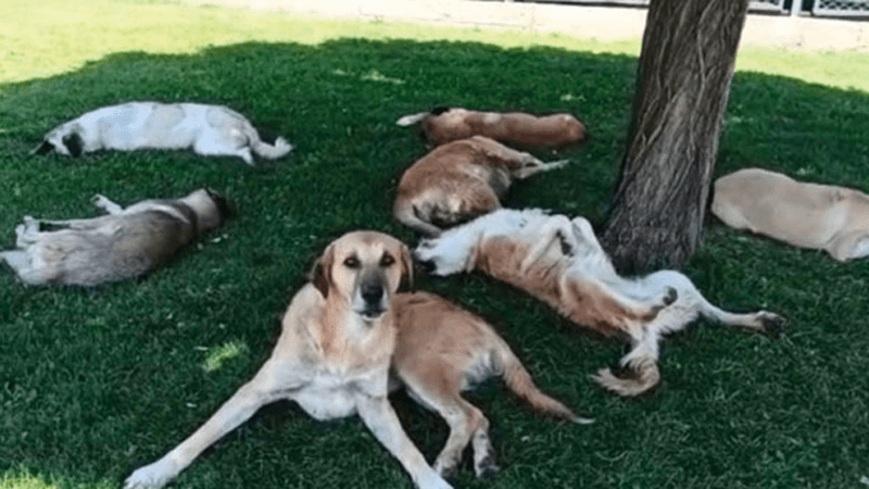 "Erdoğan'ın 'Tehlikeli köpekleri toplayın' çağrısı sonrası Bağcılar'da parklarda uyuyan köpekler toplandı"