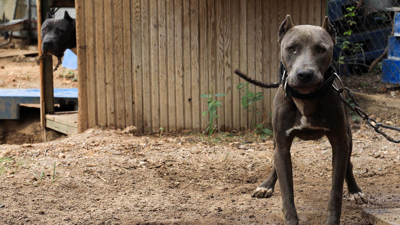 İstanbul Rumeli Üniversitesi Rektörü Veteriner Prof. Dr. Tamer Dodurka: Pittbull cinsi köpeklerin doğuştan saldırgan olduğunu destekleyecek bilgi bulunmuyor