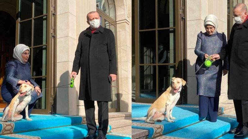 CHP'li Öztunç: Leblebi adlı köpekleriyle fotoğraf çektiren Erdoğan’ın, hayvanlar konusunda samimi olmadığı ortaya çıktı