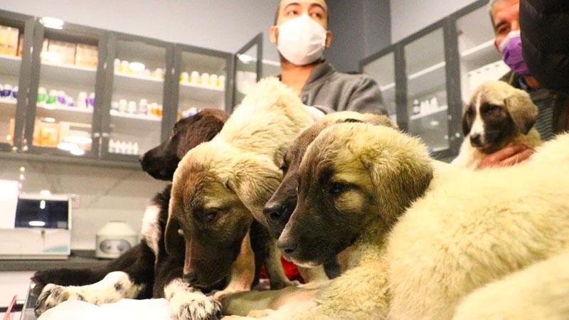 Ankara'da can çekişirken bulunan 9 köpekten 4'ü öldü