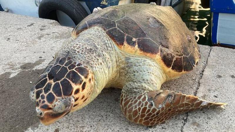 Mersin'de 40 yaşında ölü caretta caretta kıyıya vurdu 