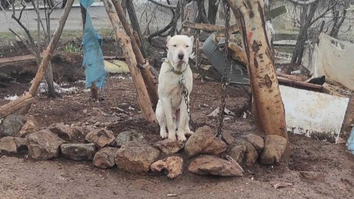 Kahramanmaraş’ta pitbull cinsi köpeğin sahibine para cezası