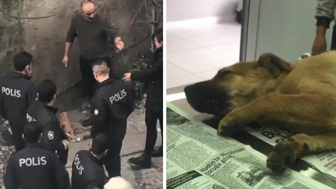 Fatih'te köpeğe şiddet uyguladığı iddia edilen kişi gözaltına alındı