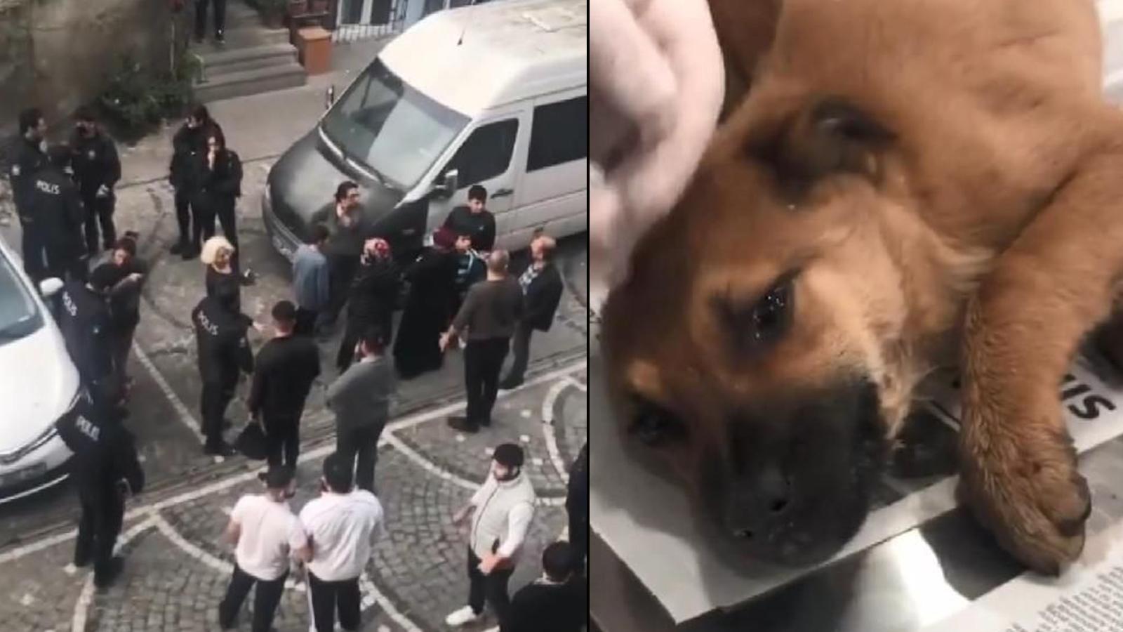 Fatih'te yavru köpeğe tecavüz!