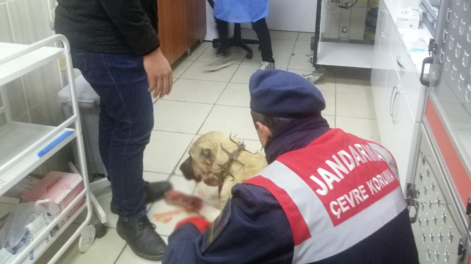 Kendisine havladı diye köpeği tüfekle vurdu!