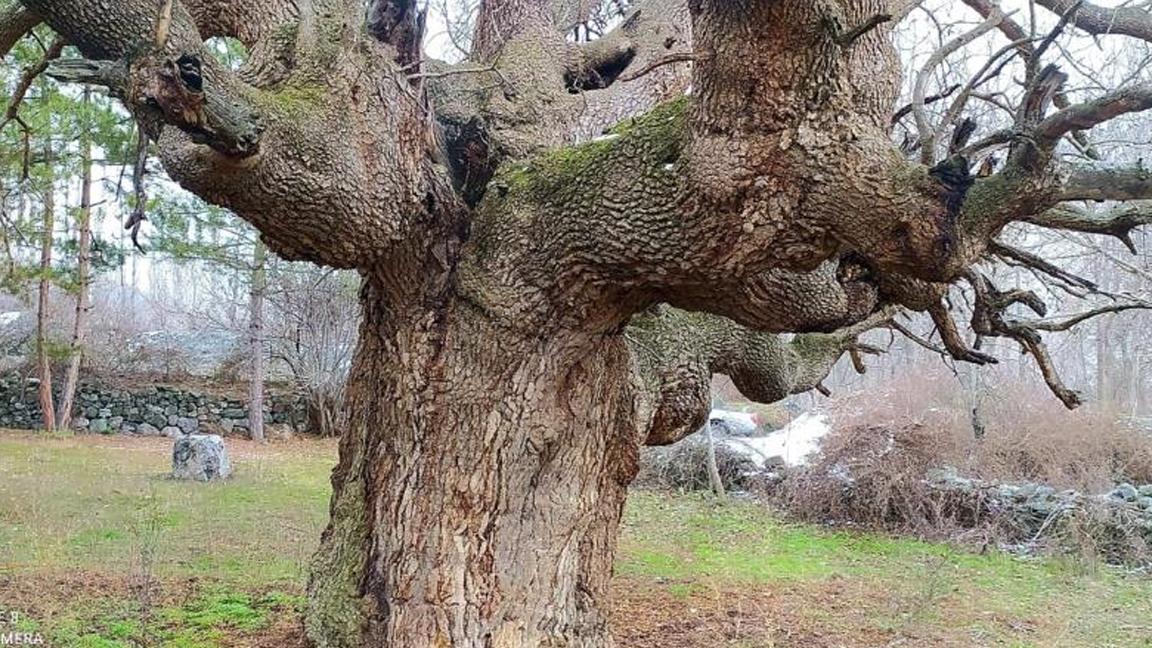 Çorum'da 10 asırlık ağaç koruma altına alınacak