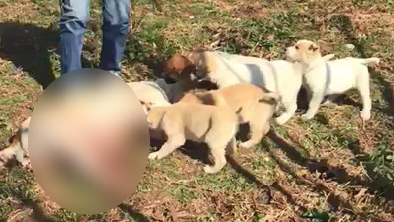 Ordu’da bir sokak köpeği tüfekle vuruldu; 7 yavru annesinin ölüsü başında bekledi!