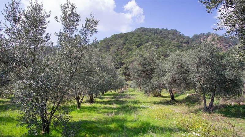 CHP'li Başevirgen: Bir zeytin ağacını bile talan etmeye çalışan karşısında bizi bulur