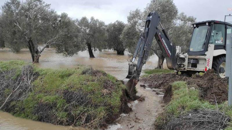 CHP'li Milletvekillerinden zeytin tepkisi: Danıştay, Bakanlık savunması beklerken zeytinliklerin yağmalanmasına başlandı