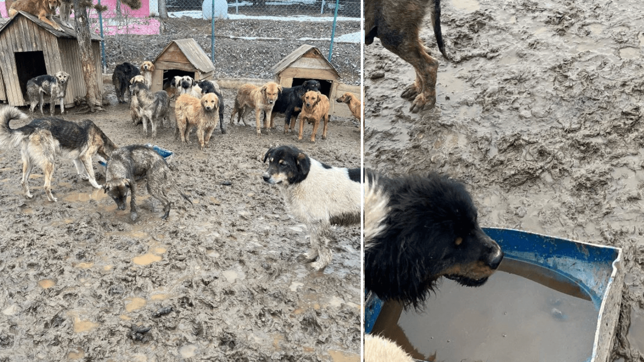 Gerede'de ölü tavuk yiyip çamurda yaşayan köpeklerin hali tepki çekti; belediye başkanı, "Barınağımız yok, bunlar dışarıdan gelenlerin vahşi depolama alanına bıraktıkları hayvanlar" savunması yaptı!