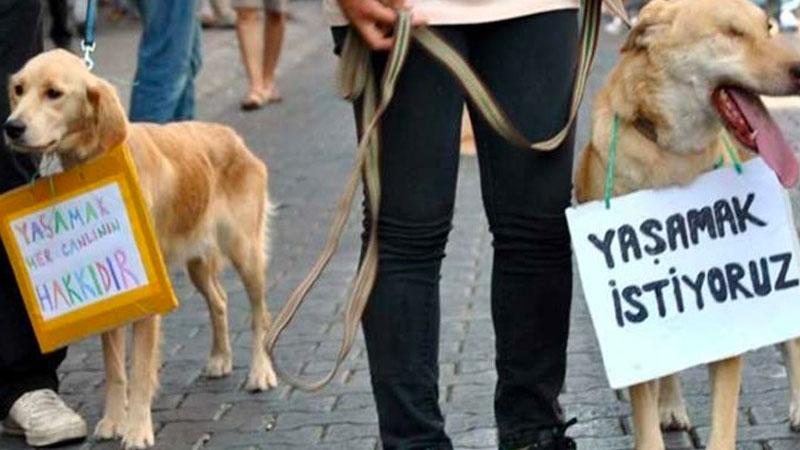 Eskişehir'de bir kedi yakılarak öldürüldü; "Bu kadar cani ne zaman olduk?"