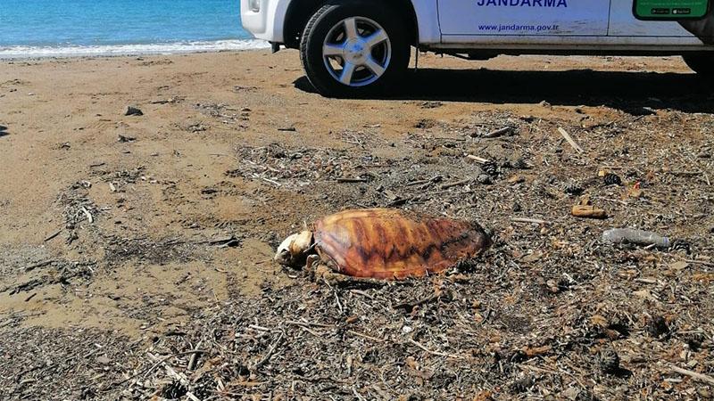 Denize atılan atıklar 4 caretta carettanın ölümüne sebep oldu!