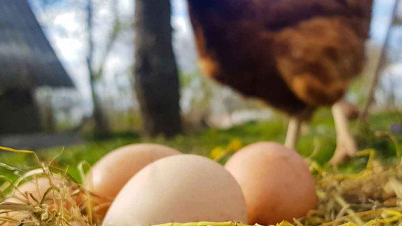 Hayvansal gıdalarda üretim şubatta geriledi 