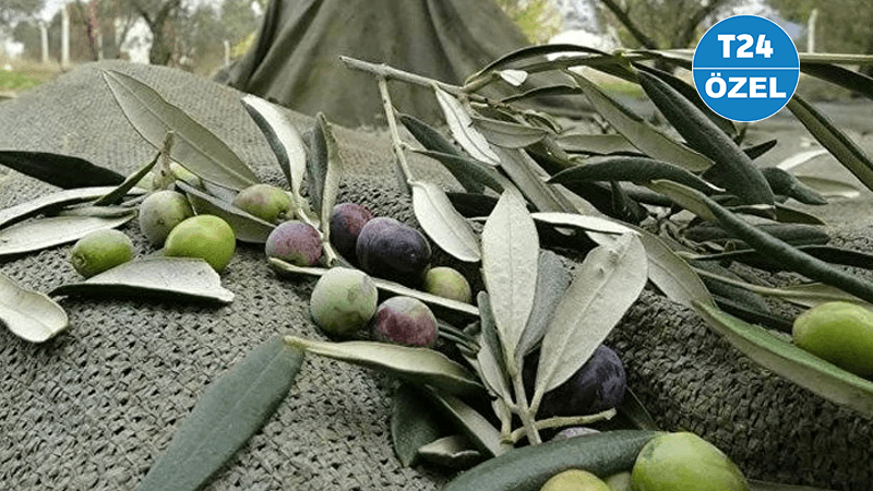 Danıştay’dan, zeytin yönetmeliği için yürütmeyi durdurma kararı