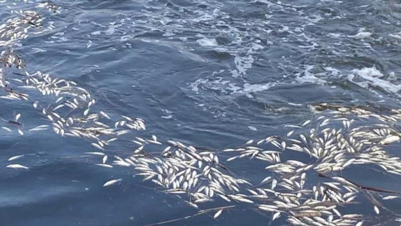 Dicle Nehri'nde binlerce balık öldü