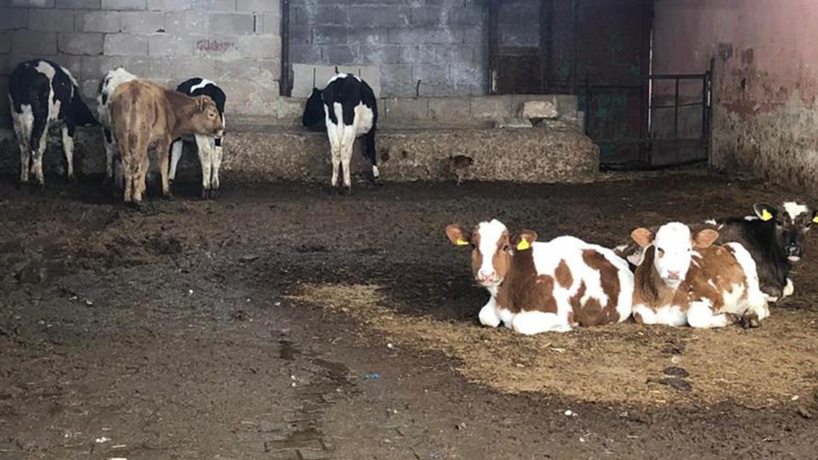 Besiciler uyardı: Sona doğru geliyoruz, 3-5 gün sonra bu memlekette süt sağacak hayvan bulamayacağız