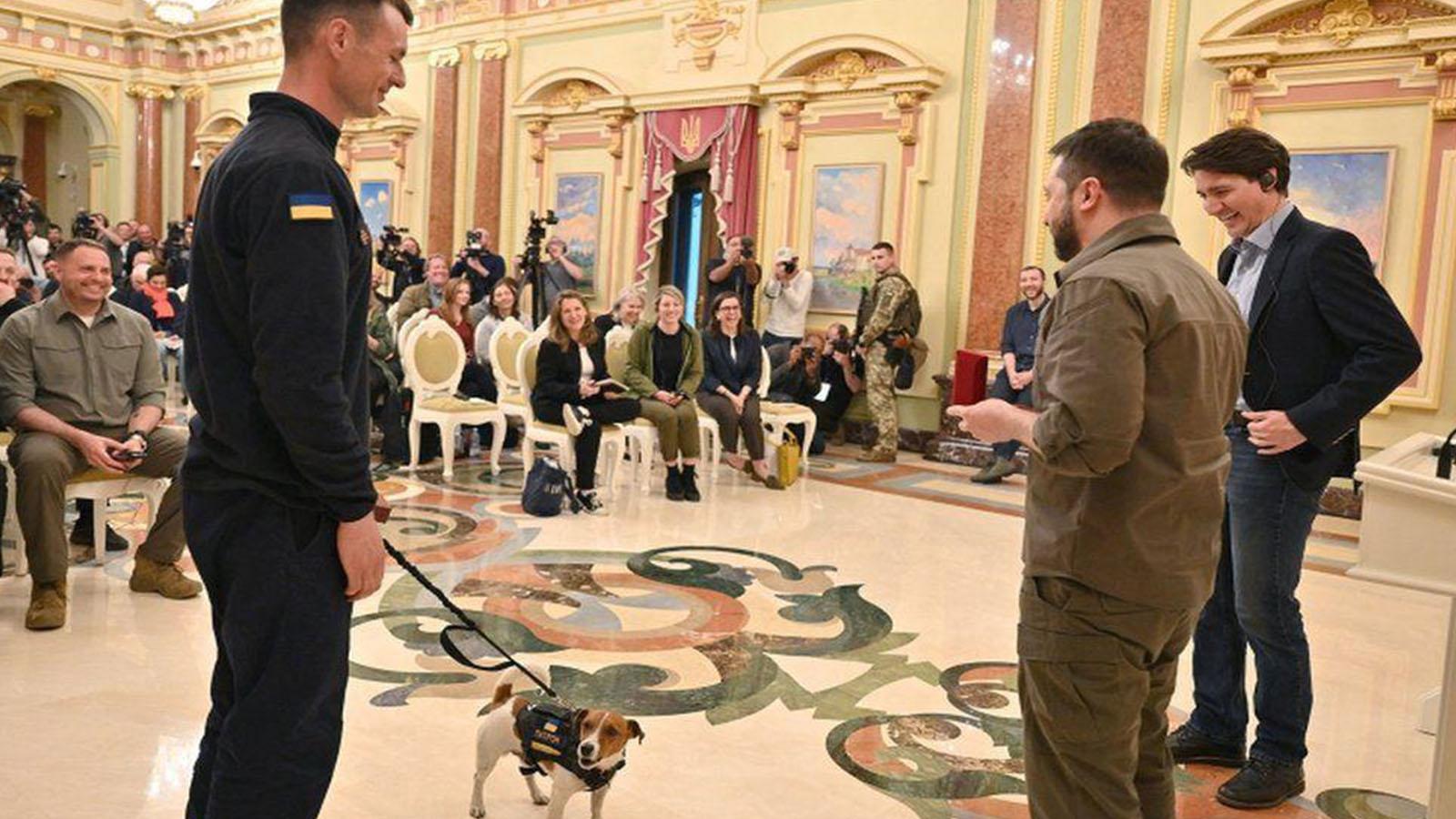 Ukrayna'da mayın avlayan köpek Patron'a resmi törenle madalya verildi