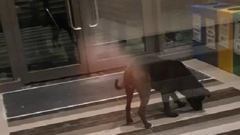 Ankara’da 4 kişiyi yaralayan pitbull cinsi köpeğin sahibi 'olası kastla yaralama' suçundan tutuklandı