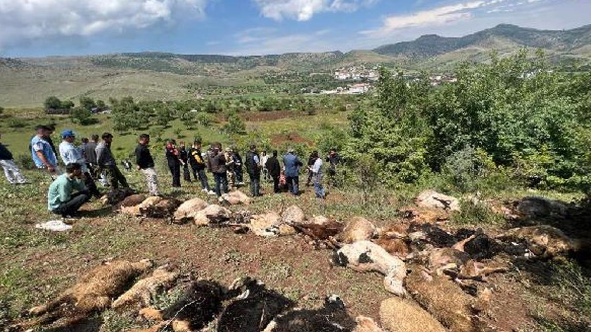 Merada otlayan sürünün üzerine yıldırım düştü; 53 küçükbaş hayvan öldü 