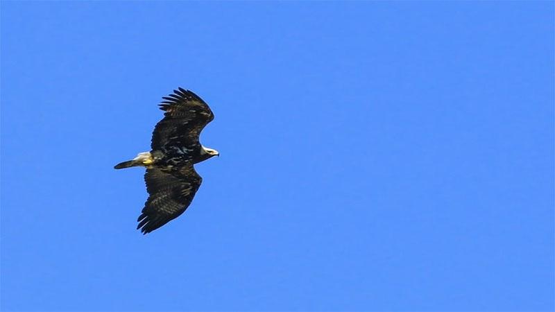 Türkiye'deki son şah kartallardan bir çifti gözlemlendi