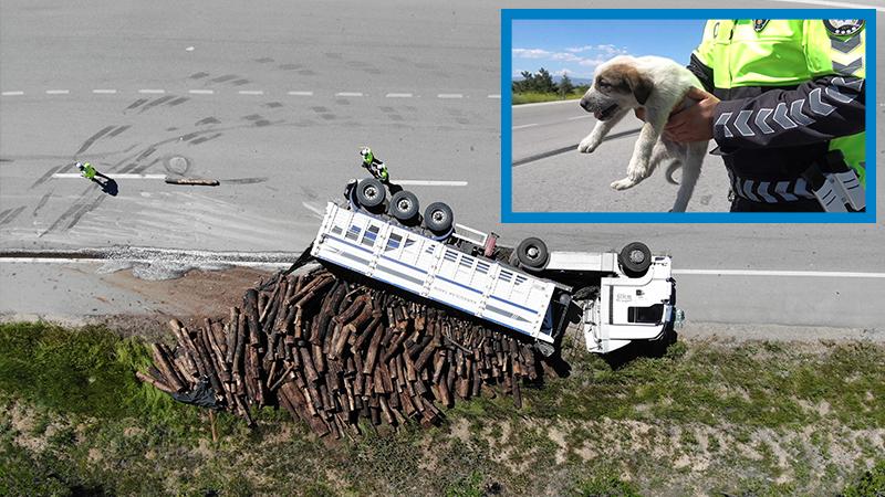 Devrilen tomruk yüklü tırın sürücüsü: Beni boş verin köpeğime bakın