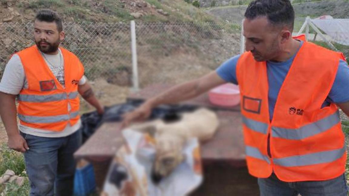 Ankara'da 9 köpeği zehirlediler; 2'si yaşamını yitirdi!