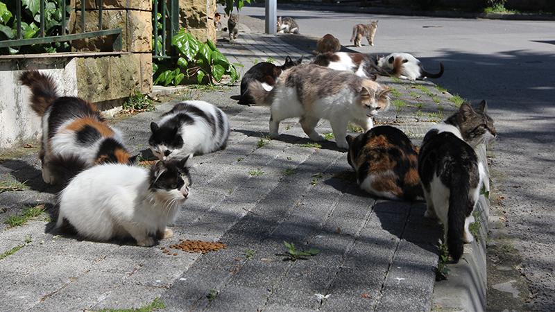 Adalar Belediyesi, kedi ölümlerine yol açan salgın iddiasını yalanladı