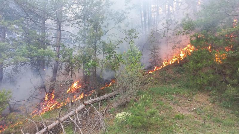 Bolu'daki orman yangınında 1 hektar alan zarar gördü 