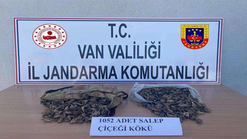 Van'da salep soğanı toplayan 4 kişiye 438 bin 372 lira ceza uygulandı