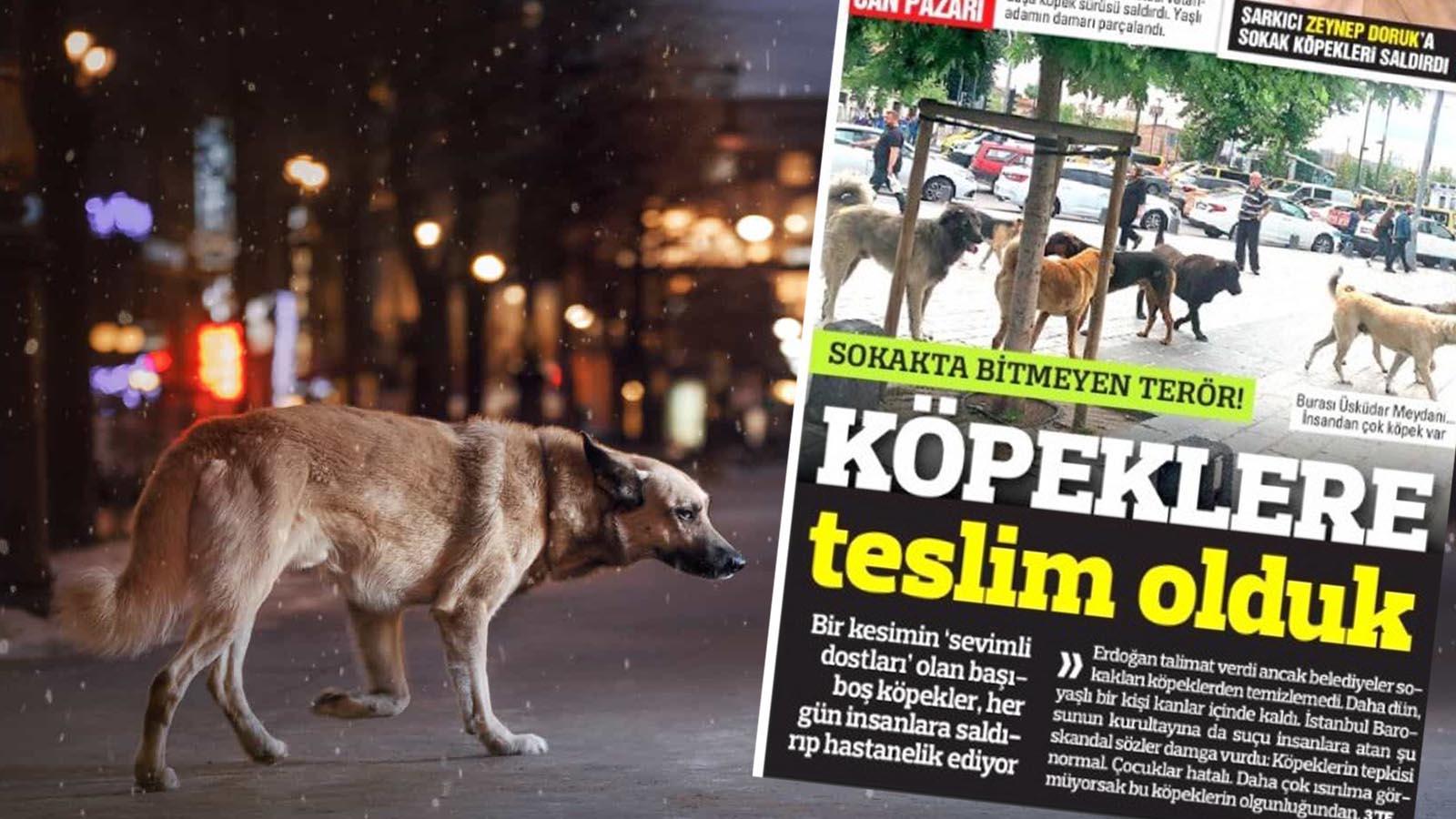 Türkiye gazetesi sokak köpeklerini hedef aldı; “Bitmeyen terör, köpeklere teslim olduk!”