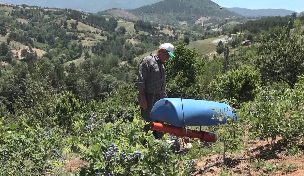 Kilosu 100 lira olan yaban mersinini korumak için "bomba sesi" kullanıyorlar 