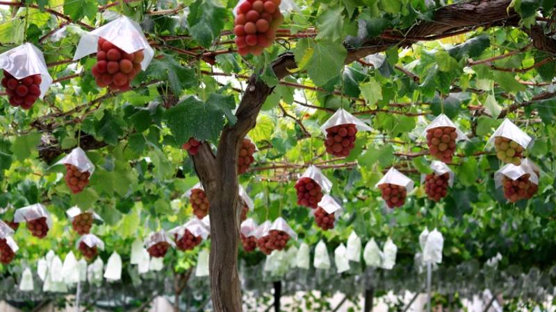 Dünyanın en pahalı üzümü; bir salkımı 10 bin 800 dolara satıldı!