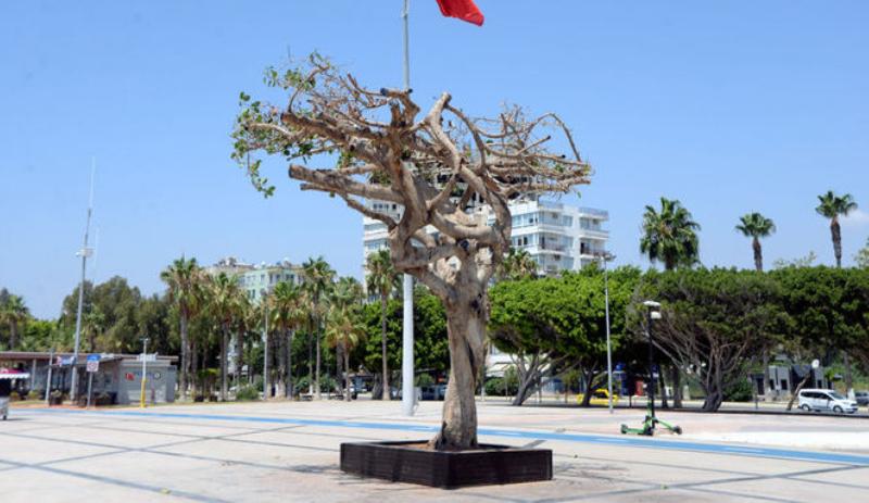 Bu da yaşandı; Mersin'de yarım asırlık ağacın gövdesini matkapla deldikten sonra asit enjekte edilmiş!