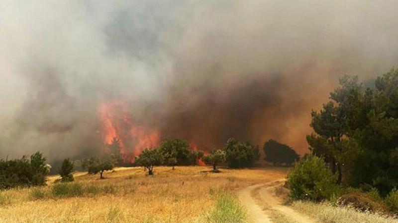 Manisa'da orman yangını