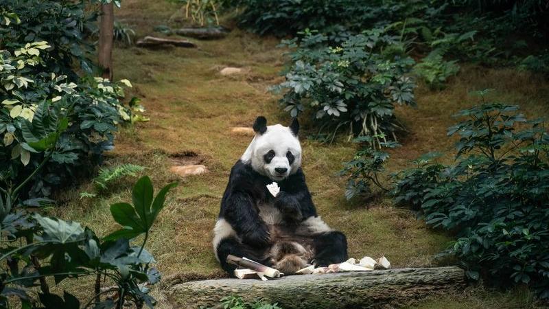 Dünyanın en yaşlı erkek pandası An An hayatını kaybetti