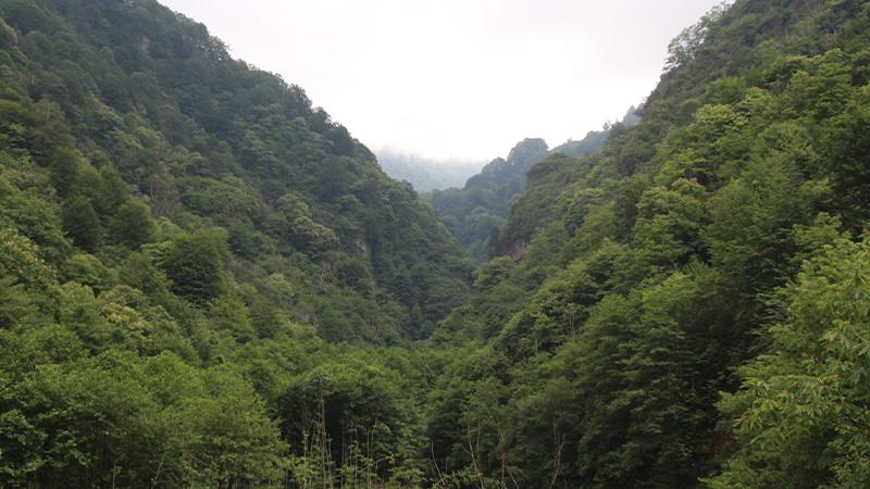 Rize'de ormanlara giriş-çıkış yasaklandı