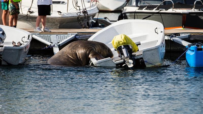 600 kilogramlık deniz aygırı, deniz botunda güneşlendi