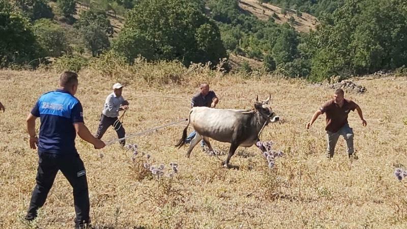 25 gün sonra bulunan boğası için Haluk Levent'ten 30 bin TL istedi